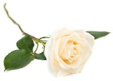 in memoriam white rose 223x160